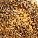 꽃 꿀방 이미지