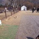 땅콩애견놀이터 이미지