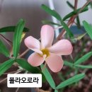 레드아이