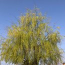 버들 소갈비살 전문점 이미지