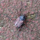 청정아리풍차펜션 이미지