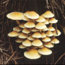 독버섯의 특징 이미지