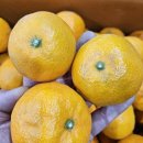 판매종료 // 새콤달콤 맛있는 카라향 5키로 24,000원 무료배송 이미지