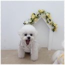 강아지미용실 | 대전애견미용 대전 용전동 강아지 미용실 사용 후기