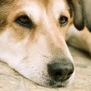 이루다 동물메디컬센터 이미지