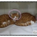 미드미 동물의료센터 이미지