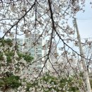 진달래어린이공원 화장실 | [서울시 성동구]성동구 숨은 벚꽃 명소 금호동 달맞이 공원 산책