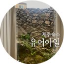 유수암레몬하우스 | 취향저격 감성 숙소 후기 / 애월 숙소 추천 / 제주...독채펜션 숙소 / 돌담 숙소 / 신상 숙소 / 타운하우스