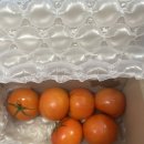 영원푸드 | [신선한 과일 추천] 산지직송 무농약 100% 완숙 찰토마토, 영원이네 후기!(건강식)