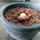 상촌떡방앗간 이미지