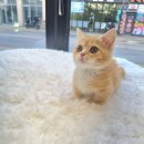 일산고양이분양 라라캣츠 이미지