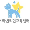 스타 반려견 교육센터 이미지