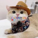 웨스턴펫