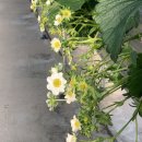 매지밀 딸기농장 이미지