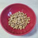 닥터캐닌 이미지