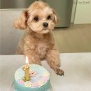 페리토리 | 강아지 케이크~영양사가 만든 페리토리 내돈내산 후기