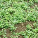 진도 무릉도원 이미지