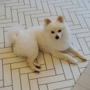 그루밍제주 이미지