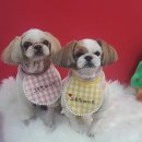 그루밍메이트(GROOMINGMATE) | 아산애견미용 / 그루밍메이트 / 온양애견미용 / 시츄미용스타일 [시츄: 3mm클리핑]