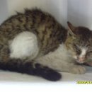 아람 동물병원 이미지