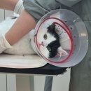 캣살롱코코 | 시흥 고양이전문 무마취 미용/호텔 캣살롱코코 다녀온 후기