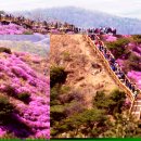 고려산 진달래 축제 이미지