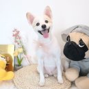 보듬펫살롱 이미지