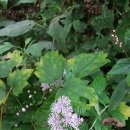 성수산자연휴양림 이미지