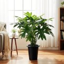 정글호프 | 필로덴드론 셀렘 키우기 (대형 호프셀렘 가지치기 홈가드닝 후기)