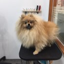 강아지 이발관 이미지
