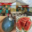 농협농산물직판장 | 함안 수박 직판장 위치 인생 수박 찾았어요!