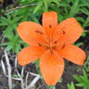 하늘나리민박 이미지