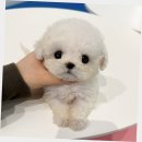 푸숑푸숑 | 분당구강아지분양 푸숑 입양후기