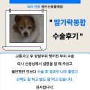 해뜨는동물병원 네이버블로그
