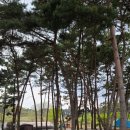 서천늘푸른캠핑장/내돈내산솔직후기/송화가루와함께한캠핑/서천캠핑장