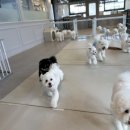 엔젤라독 이미지