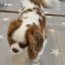 개님살롱 이미지