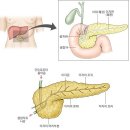 (자연의 법칙에 순응하는 생활) 51. 췌장(이자)을 도와주자 이미지