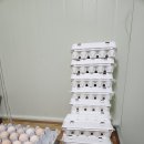 엠마누엘농장 이미지