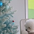 댕댕휴개소 이미지