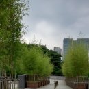 국립중앙박물관광장에 활짝핀 백일홍과 나무숲 이미지