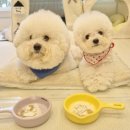 멍박스 | 강아지 유산균 추천 바이오펫츠 멍산균 후기