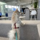 놀로동물행동클리닉 이미지