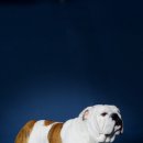 써클켄넬 이미지