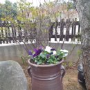 제부도 늘단비 펜션 이미지