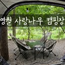 사랑나무 캠핑장 | 강원도 영월 사랑나무 계곡 키즈 캠핑장 7월 방문후기
