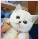 고양이 분양 제나캣 울산점 이미지