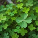 아스테리아 이미지