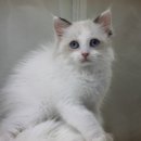 랙돌하우스 이미지