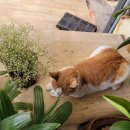 신평시장 이미지